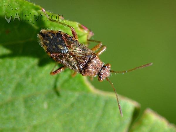 Rhopalus parumpunctatus