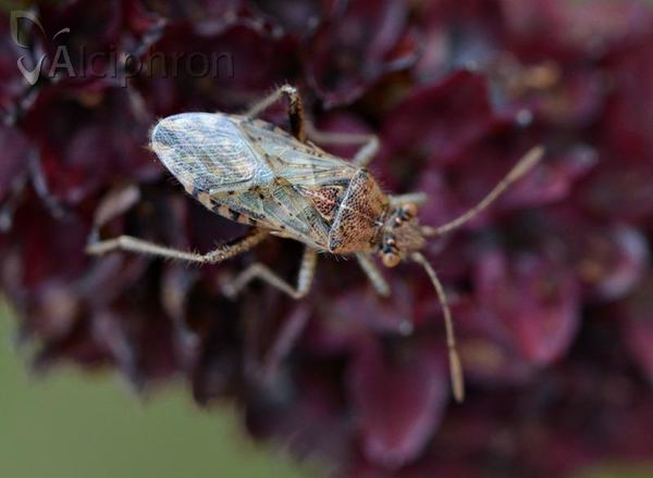 Rhopalus parumpunctatus