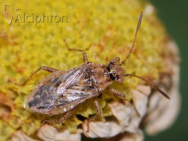 Rhopalus parumpunctatus