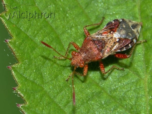 Rhopalus subrufus