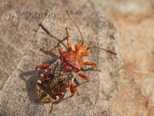 Rhopalus subrufus