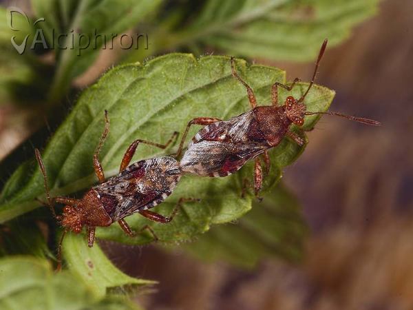 Rhopalus subrufus