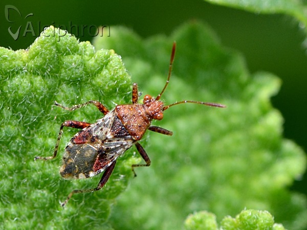 Rhopalus subrufus