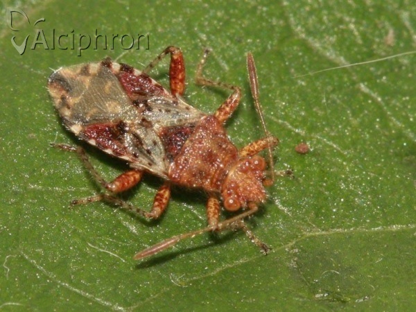 Rhopalus subrufus