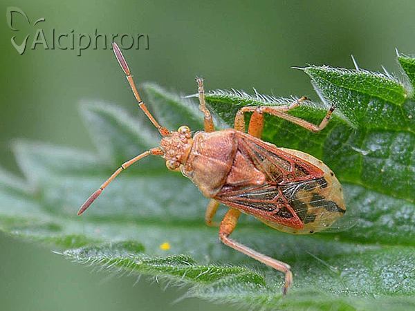 Stictopleurus abutilon