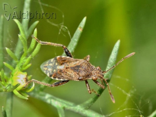 Stictopleurus crassicornis