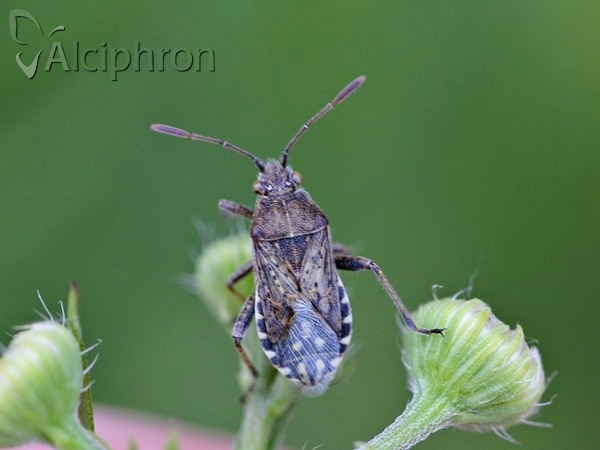 Stictopleurus crassicornis