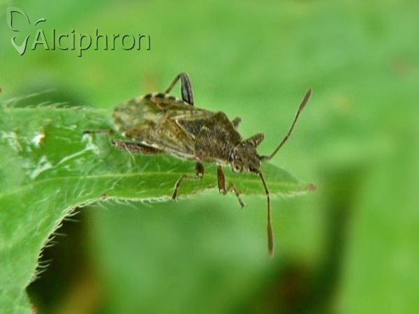 Stictopleurus crassicornis