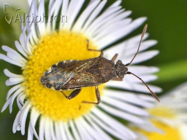 Stictopleurus crassicornis