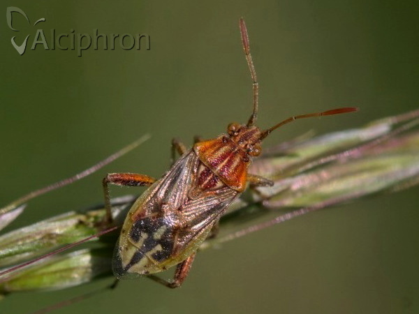 Stictopleurus pictus