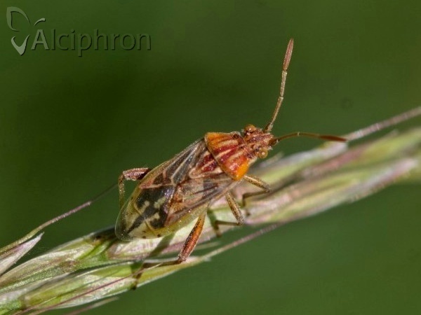 Stictopleurus pictus