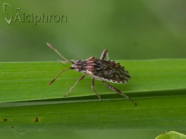 Stictopleurus pictus