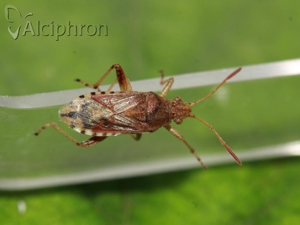 Stictopleurus pictus