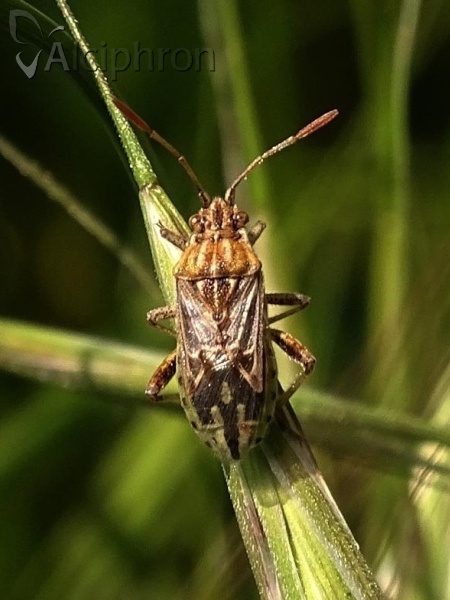 Stictopleurus pictus