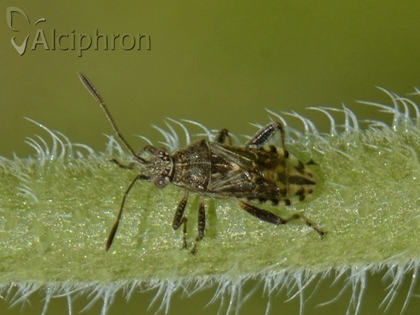 Stictopleurus punctatonervosus