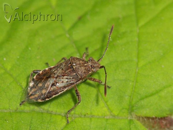 Stictopleurus punctatonervosus