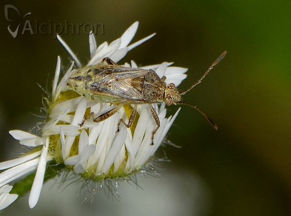 Stictopleurus punctatonervosus