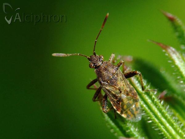 Stictopleurus punctatonervosus