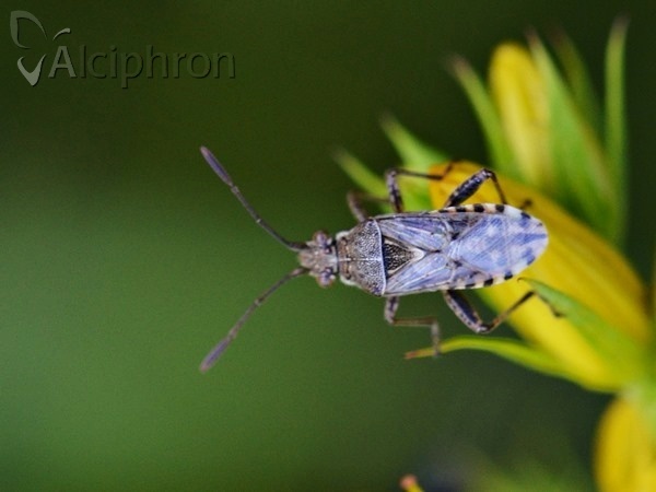 Stictopleurus punctatonervosus