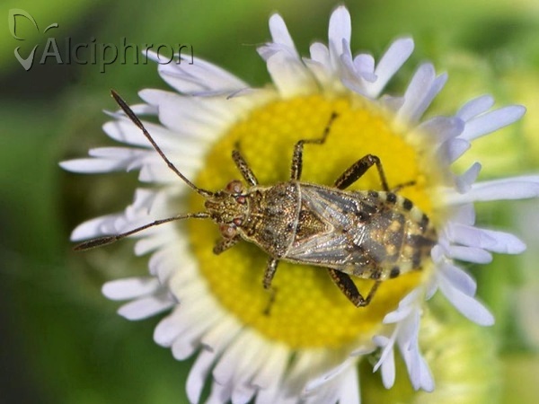 Stictopleurus punctatonervosus