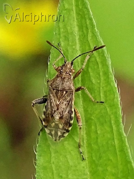 Stictopleurus punctatonervosus