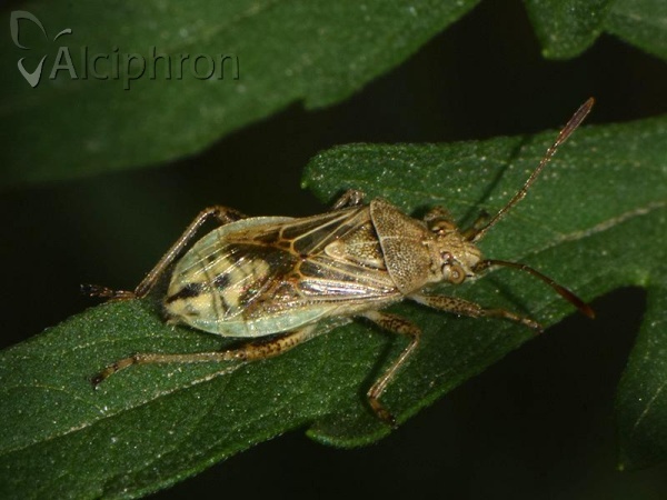 Stictopleurus punctatonervosus