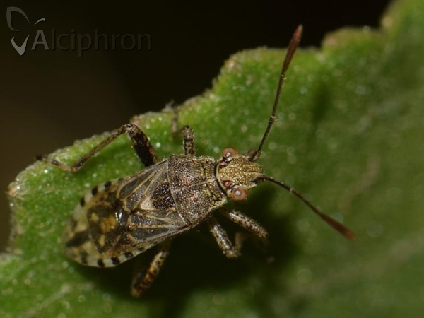 Stictopleurus punctatonervosus