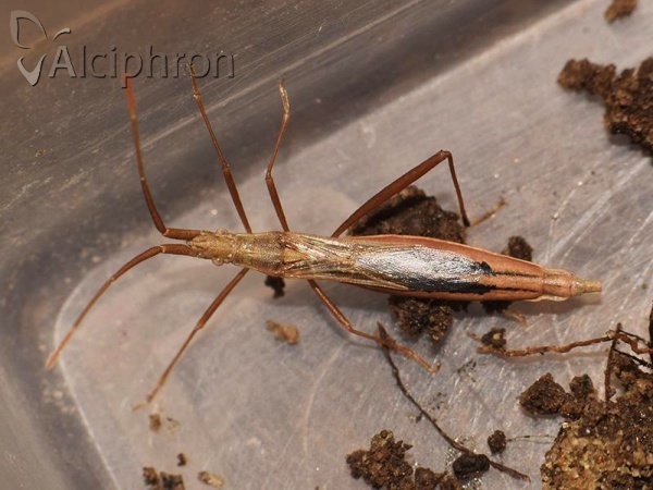 Chorosoma schillingii