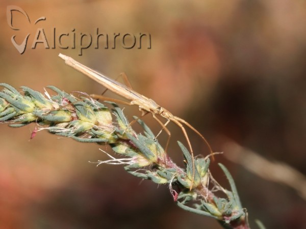 Chorosoma schillingii