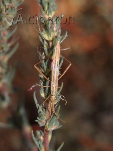 Chorosoma schillingii