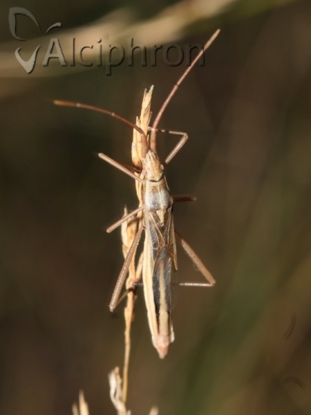 Chorosoma schillingii
