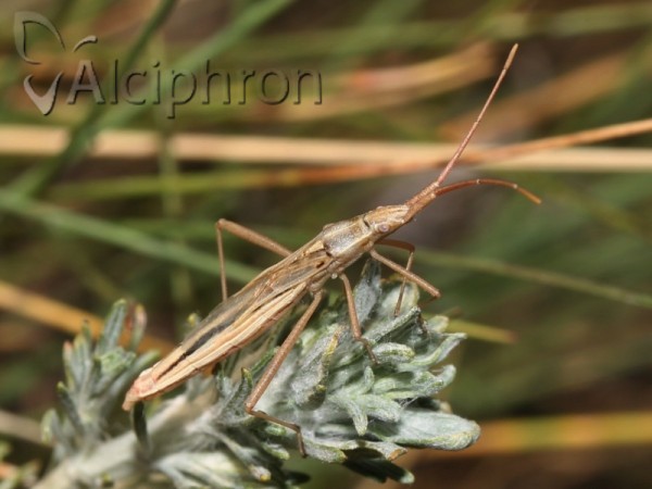 Chorosoma schillingii