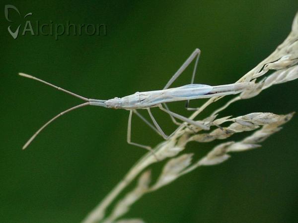 Chorosoma schillingii