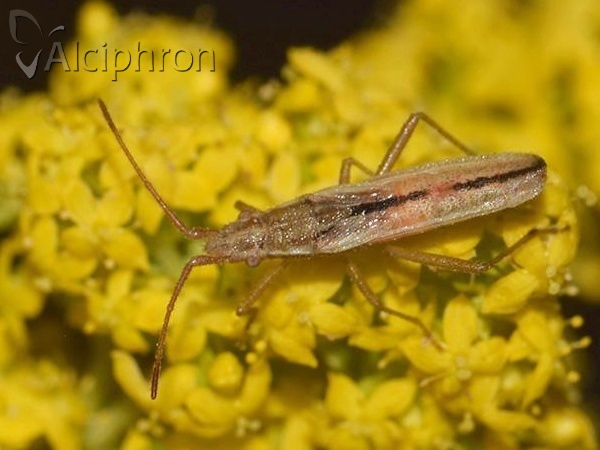 Myrmus miriformis