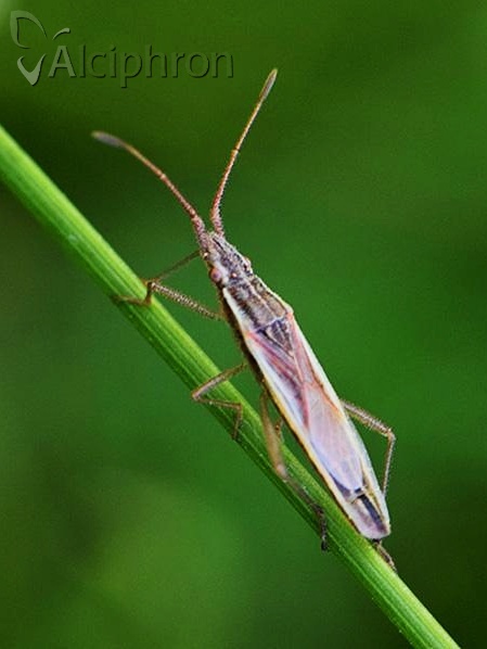 Myrmus miriformis