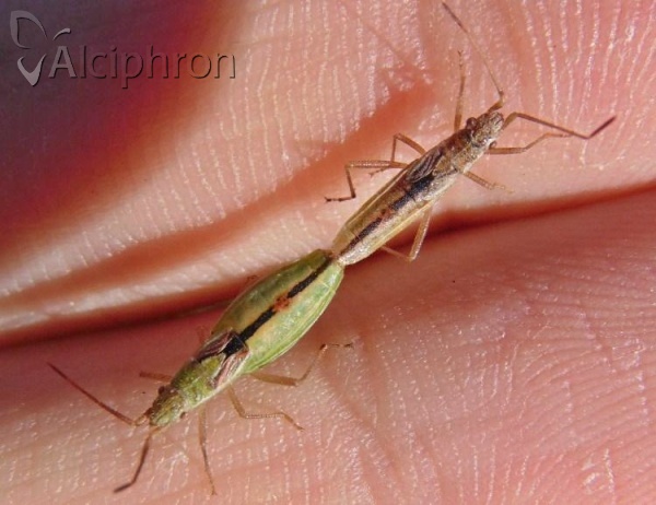 Myrmus miriformis