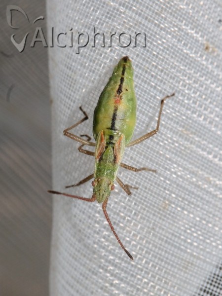 Myrmus miriformis