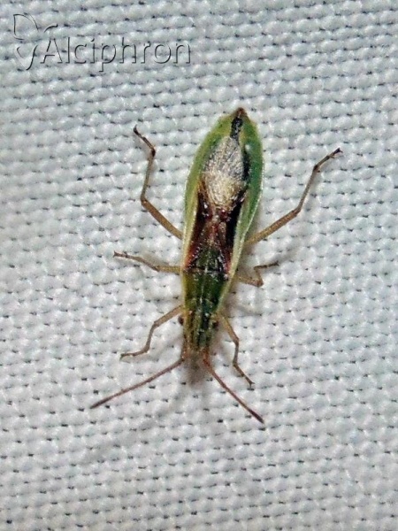 Myrmus miriformis