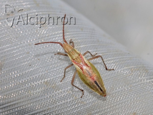 Myrmus miriformis