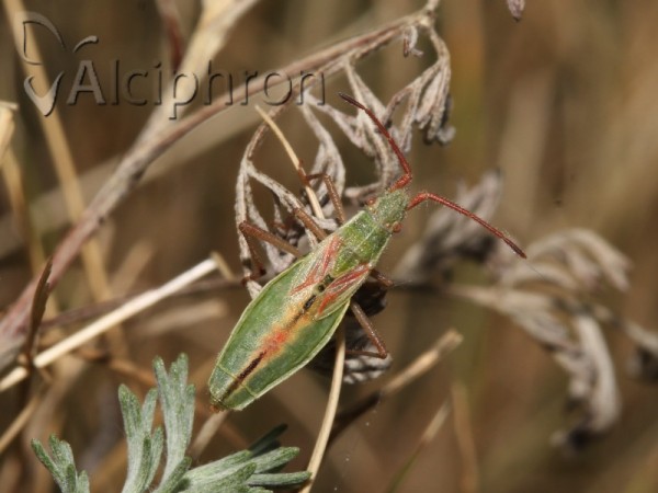 Myrmus miriformis