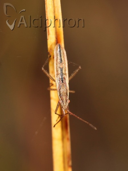Myrmus miriformis