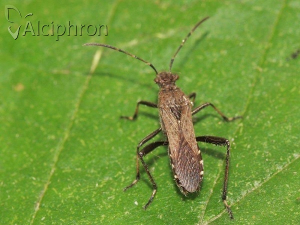 Alydus calcaratus