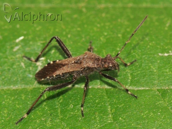 Alydus calcaratus