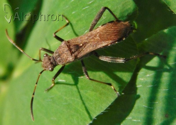 Alydus calcaratus