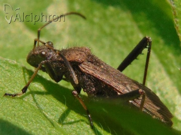 Alydus calcaratus
