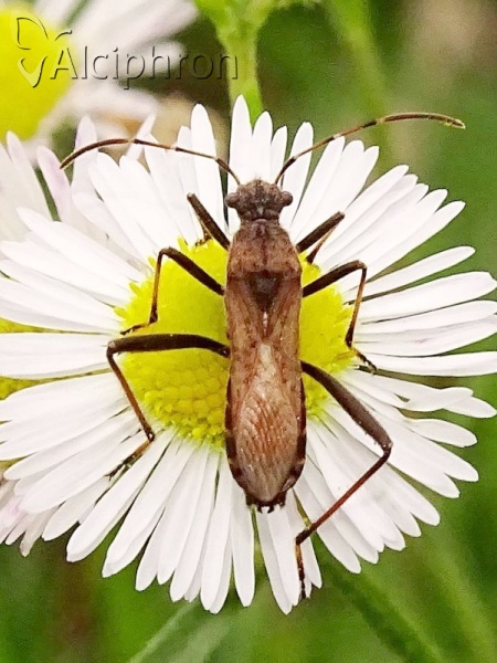 Alydus calcaratus