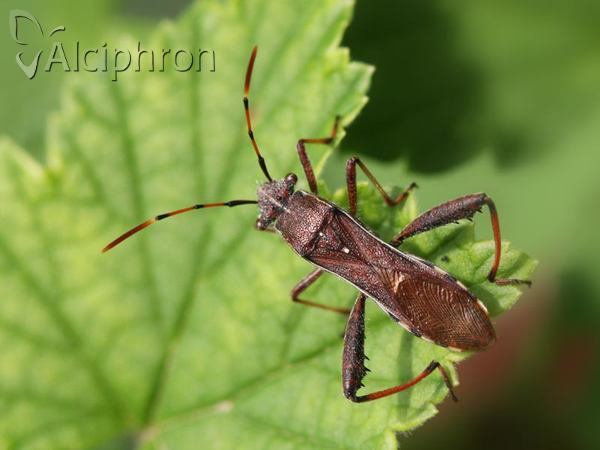 Camptopus lateralis