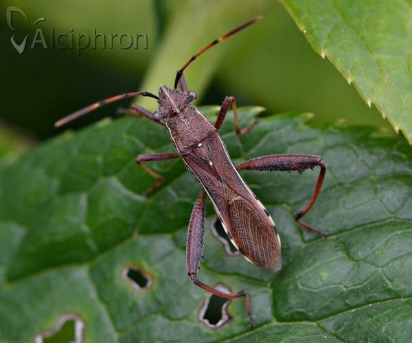 Camptopus lateralis