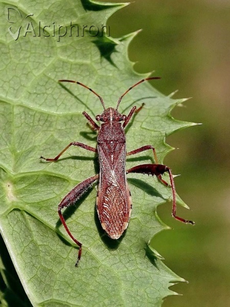 Camptopus lateralis