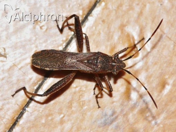 Camptopus lateralis